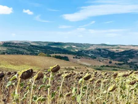 10.500 M2 Investitionsfeld Mit Dem Vorteil Der Offenen Straße Im Sommer Und Winter Im Bezirk Tekirdağ Çanakçı! Tolle Gelegenheit Für Familienpicknick, Weinbau Und Hobbygarten