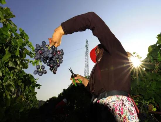 Tekirdağ Süleymanpaşa District