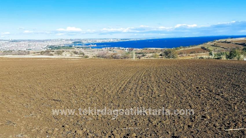 Terrain For sale in Barbaros Nbh. Süleymanpaşa Kumbağ - Villa Zoned - 6.350 m²