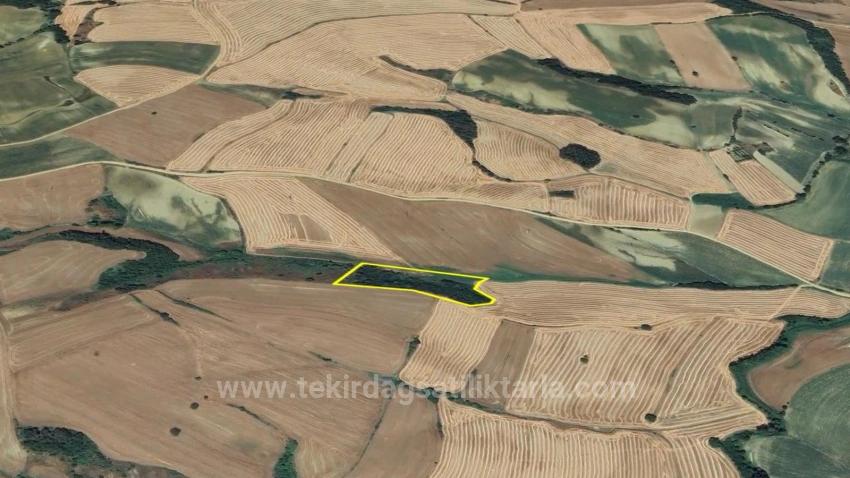 Field For sale in Oruçbeyli Nbh. Süleymanpaşa - Field Zoned - 8.100 m²
