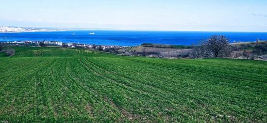 Land With Full Sea And Nature View Suitable For 75 Villa Projects In Tekirdağ Barbarosta