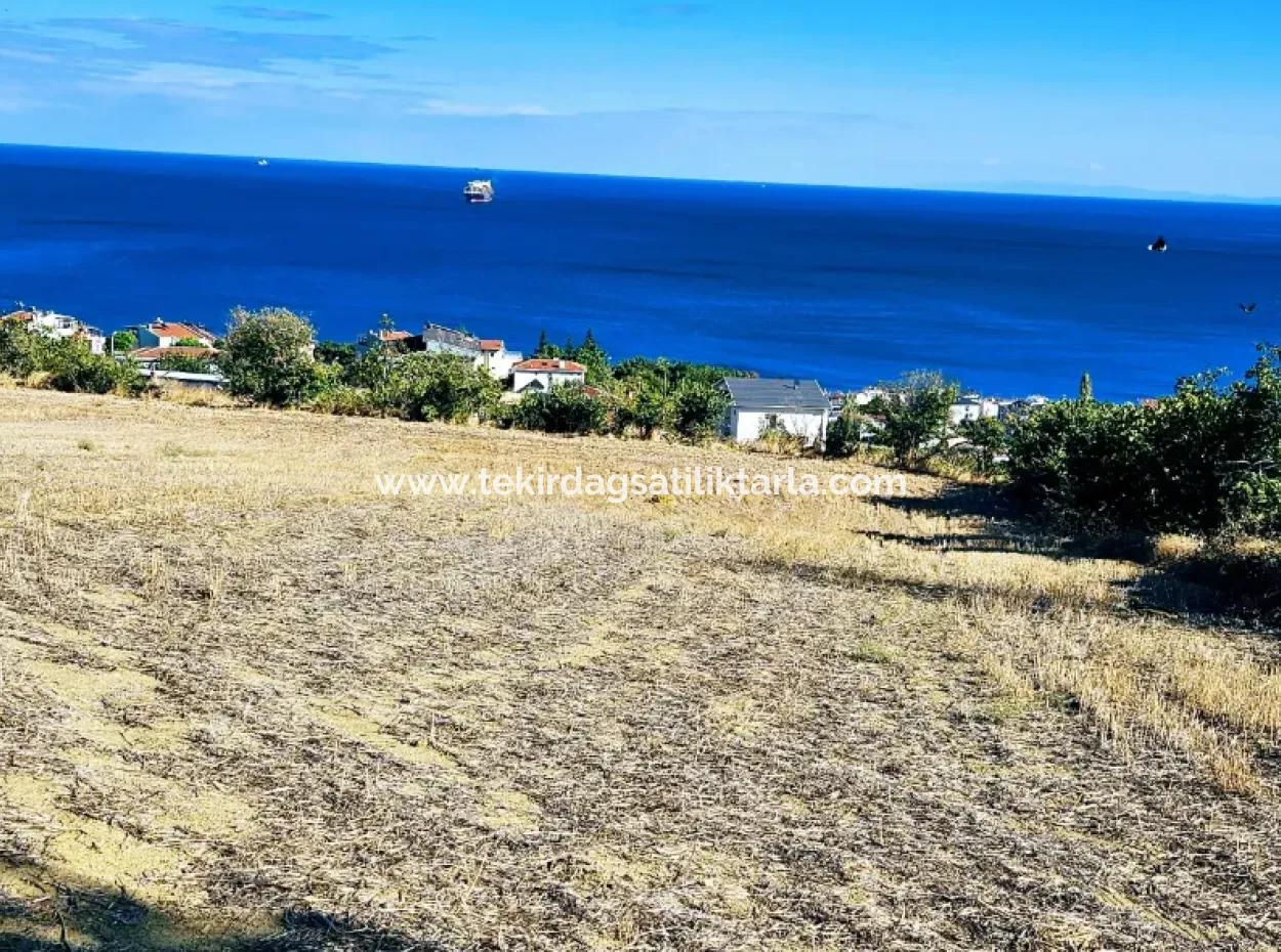 25 Flats With Full Sea View Coupon Place For Urgent Sale In Tekirdag Barbarosta