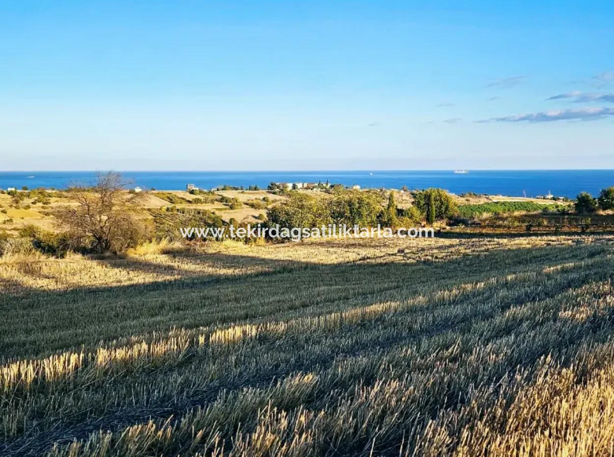 Asyaport Port Is A High Profit Guarantee Opportunity Land For Its Investors Within The Current Zoning Plan