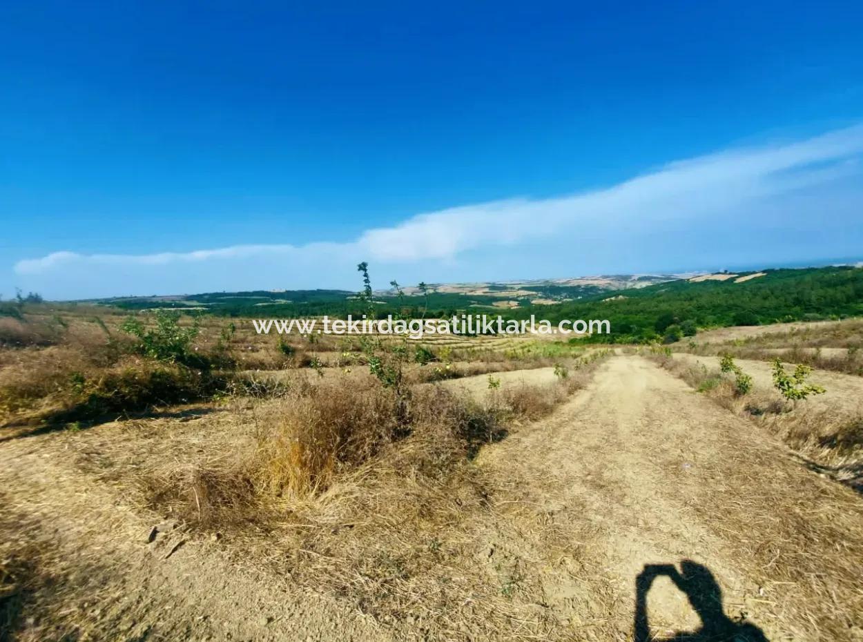 If You Want An Urgent 35-Acre Fruit Garden For Sale, You Can Also Use A Farm Place Suitable For The Opportunity To Invest In The Field