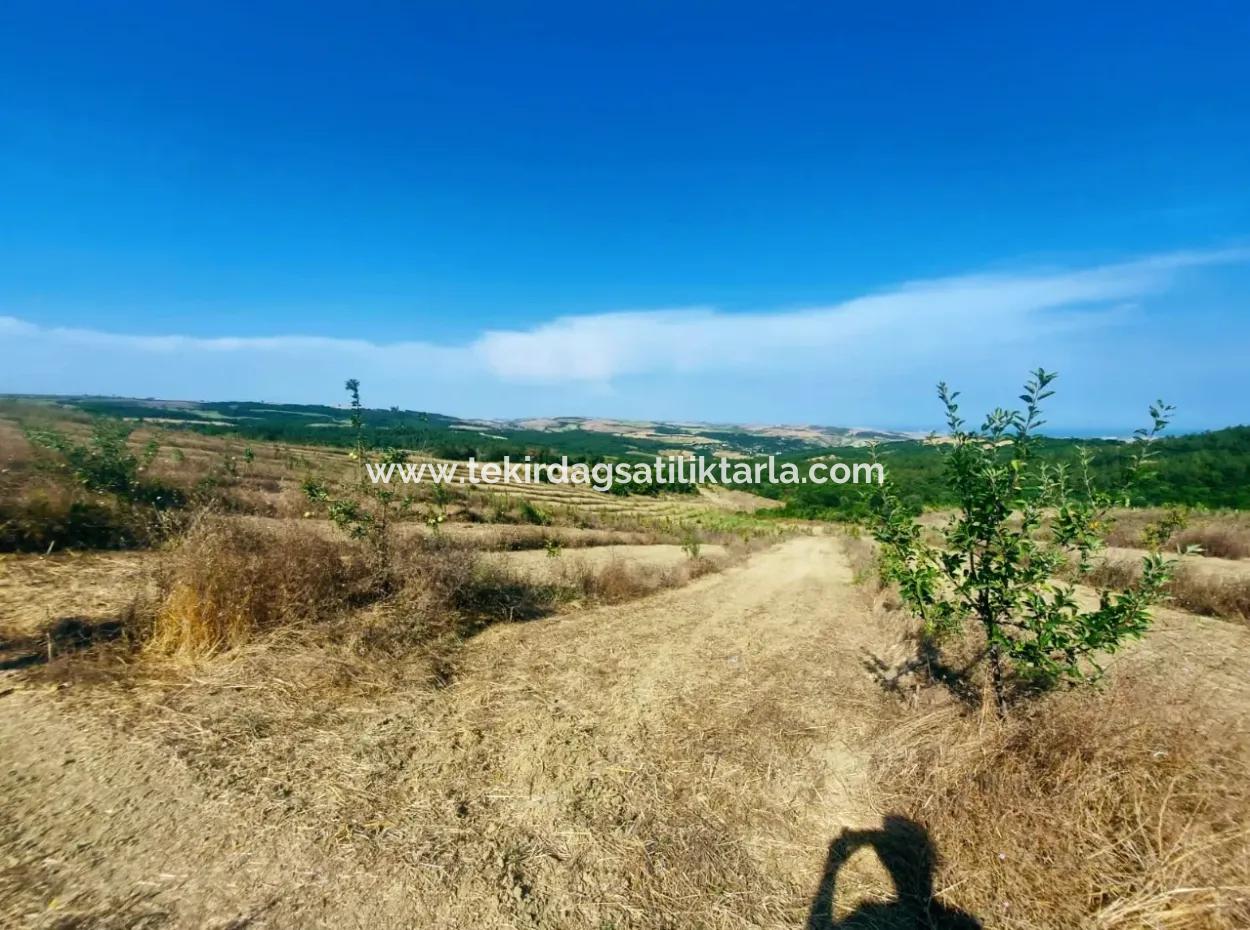 If You Want An Urgent 35-Acre Fruit Garden For Sale, You Can Also Use A Farm Place Suitable For The Opportunity To Invest In The Field