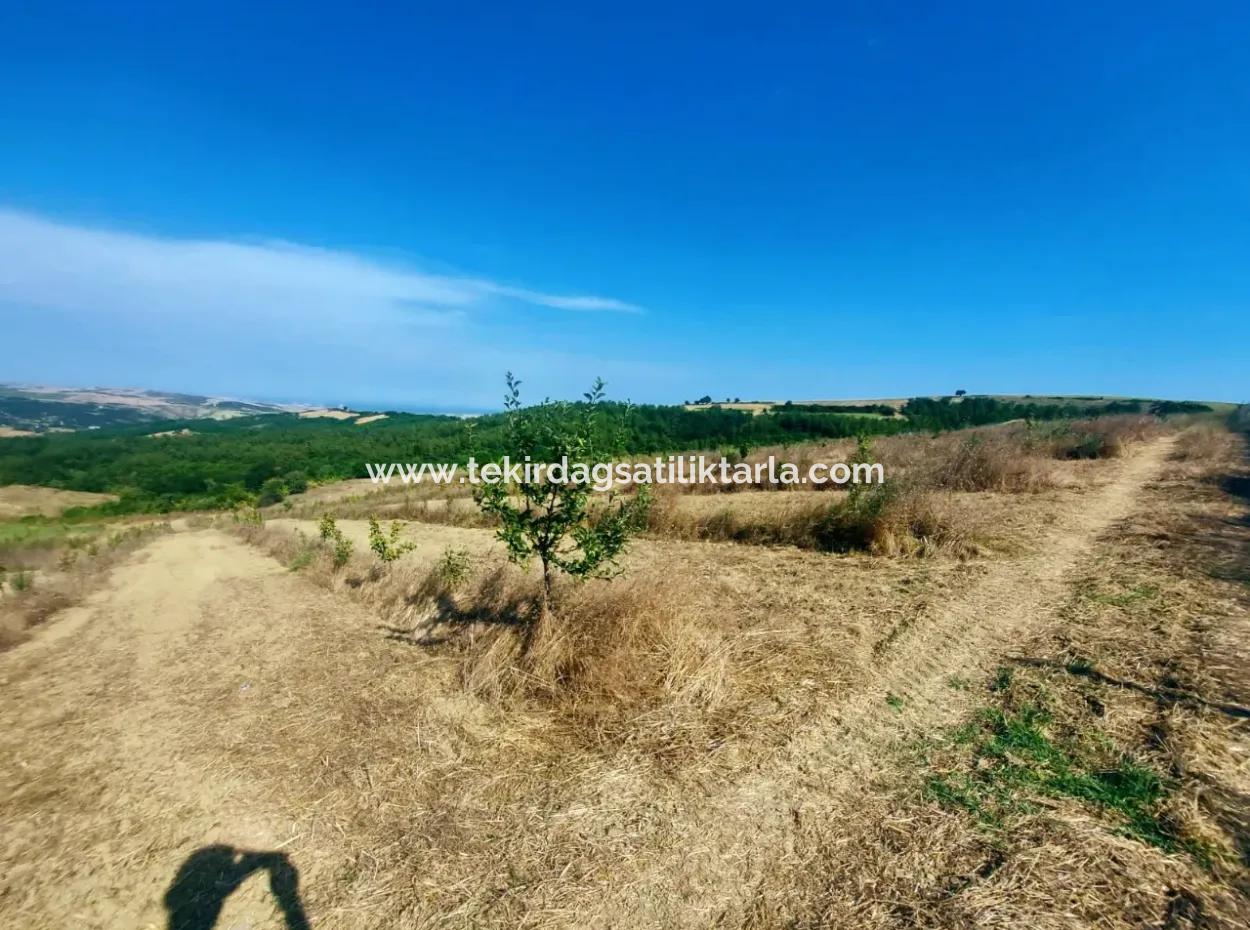 If You Want An Urgent 35-Acre Fruit Garden For Sale, You Can Also Use A Farm Place Suitable For The Opportunity To Invest In The Field