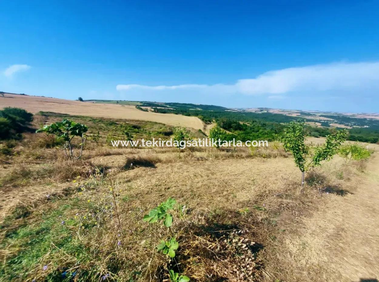 If You Want An Urgent 35-Acre Fruit Garden For Sale, You Can Also Use A Farm Place Suitable For The Opportunity To Invest In The Field