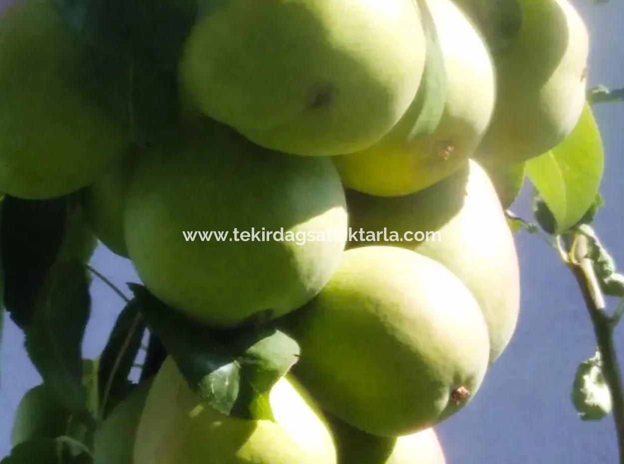 If You Want An Urgent 35-Acre Fruit Garden For Sale, You Can Also Use A Farm Place Suitable For The Opportunity To Invest In The Field