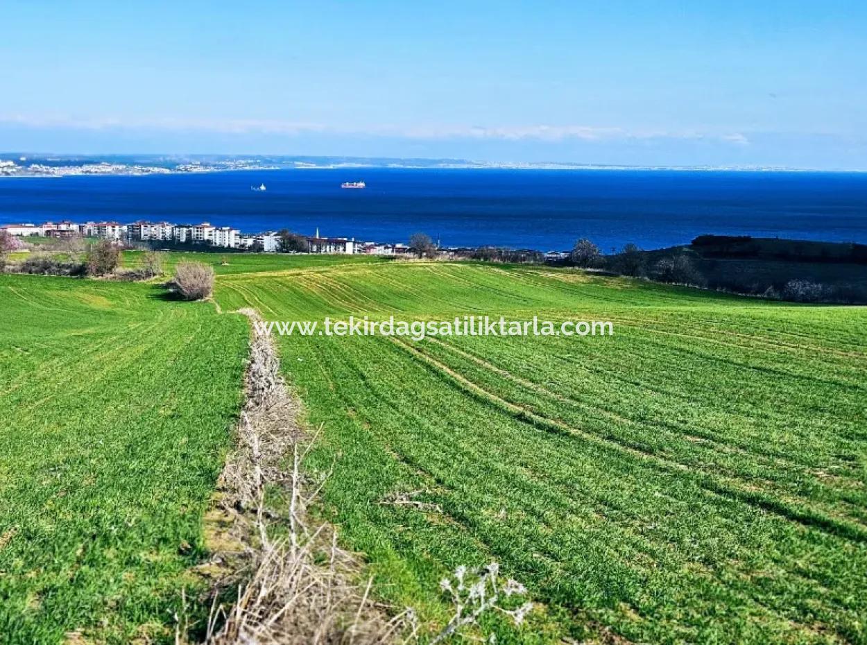 The Closest Region To Istanbul Is Tekirdag Barbarost 34,500 Opportunity Zoned Land Suitable For Building 75 Luxury Villas With Full Sea And Nature Views