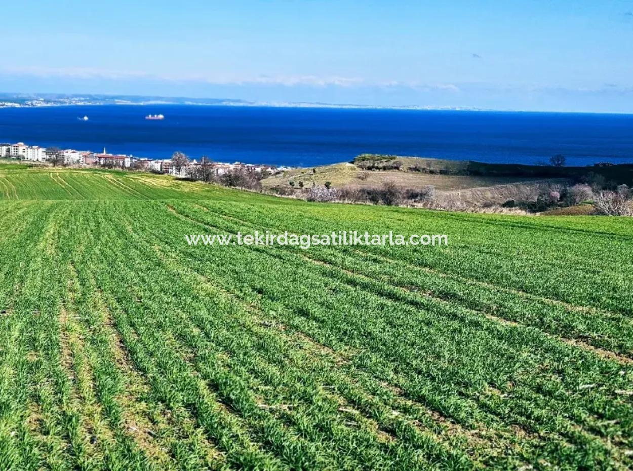 The Closest Region To Istanbul Is Tekirdag Barbarost 34,500 Opportunity Zoned Land Suitable For Building 75 Luxury Villas With Full Sea And Nature Views