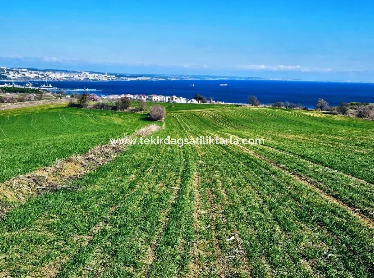 The Closest Region To Istanbul Is Tekirdag Barbarost 34,500 Opportunity Zoned Land Suitable For Building 75 Luxury Villas With Full Sea And Nature Views