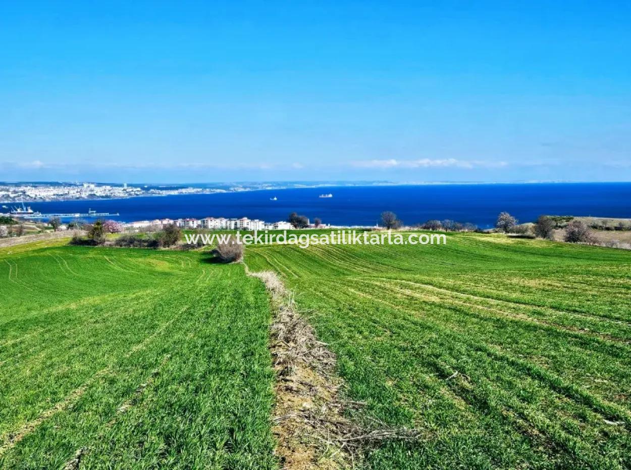 The Closest Region To Istanbul Is Tekirdag Barbarost 34,500 Opportunity Zoned Land Suitable For Building 75 Luxury Villas With Full Sea And Nature Views