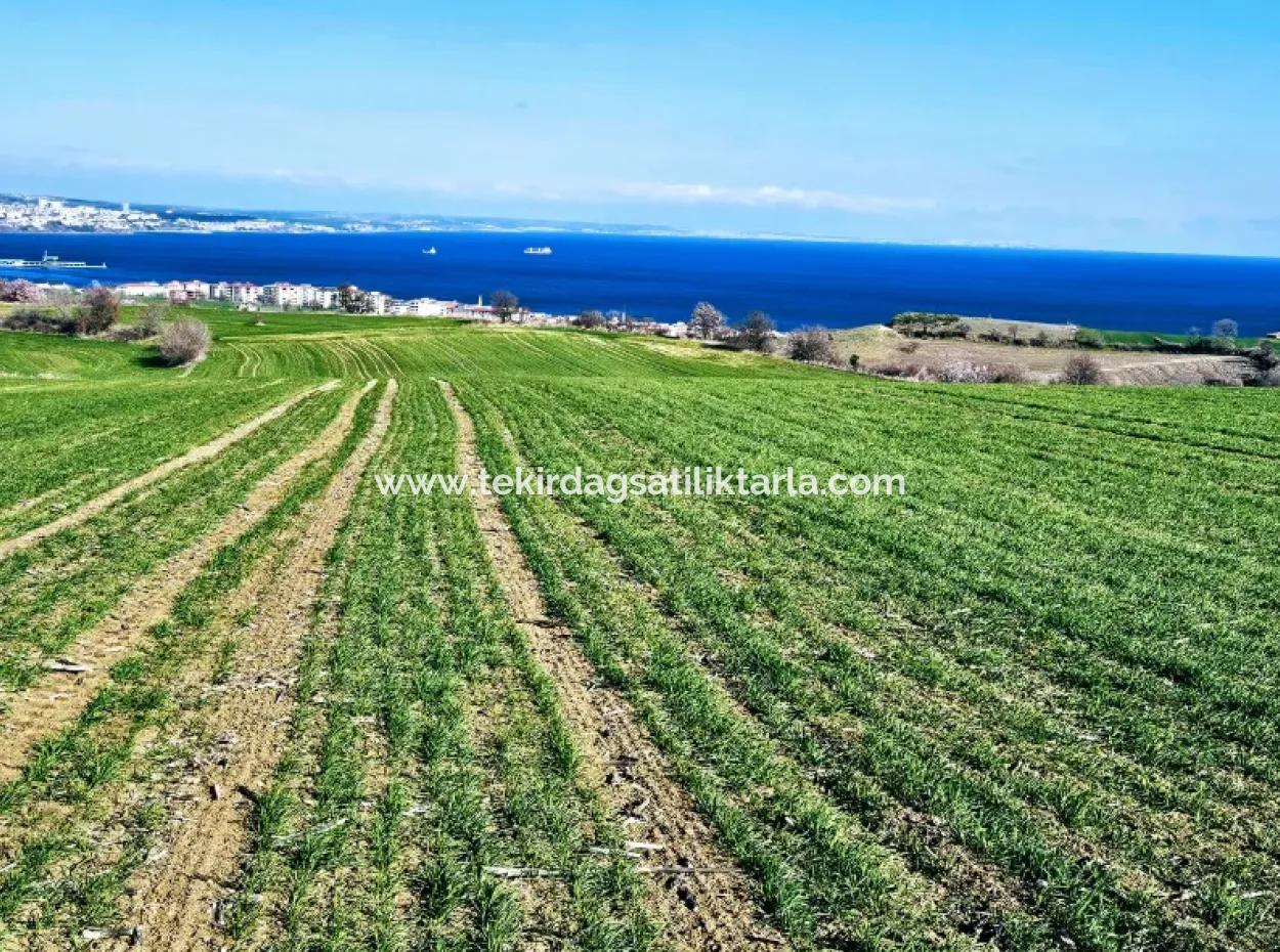 The Closest Region To Istanbul Is Tekirdag Barbarost 34,500 Opportunity Zoned Land Suitable For Building 75 Luxury Villas With Full Sea And Nature Views