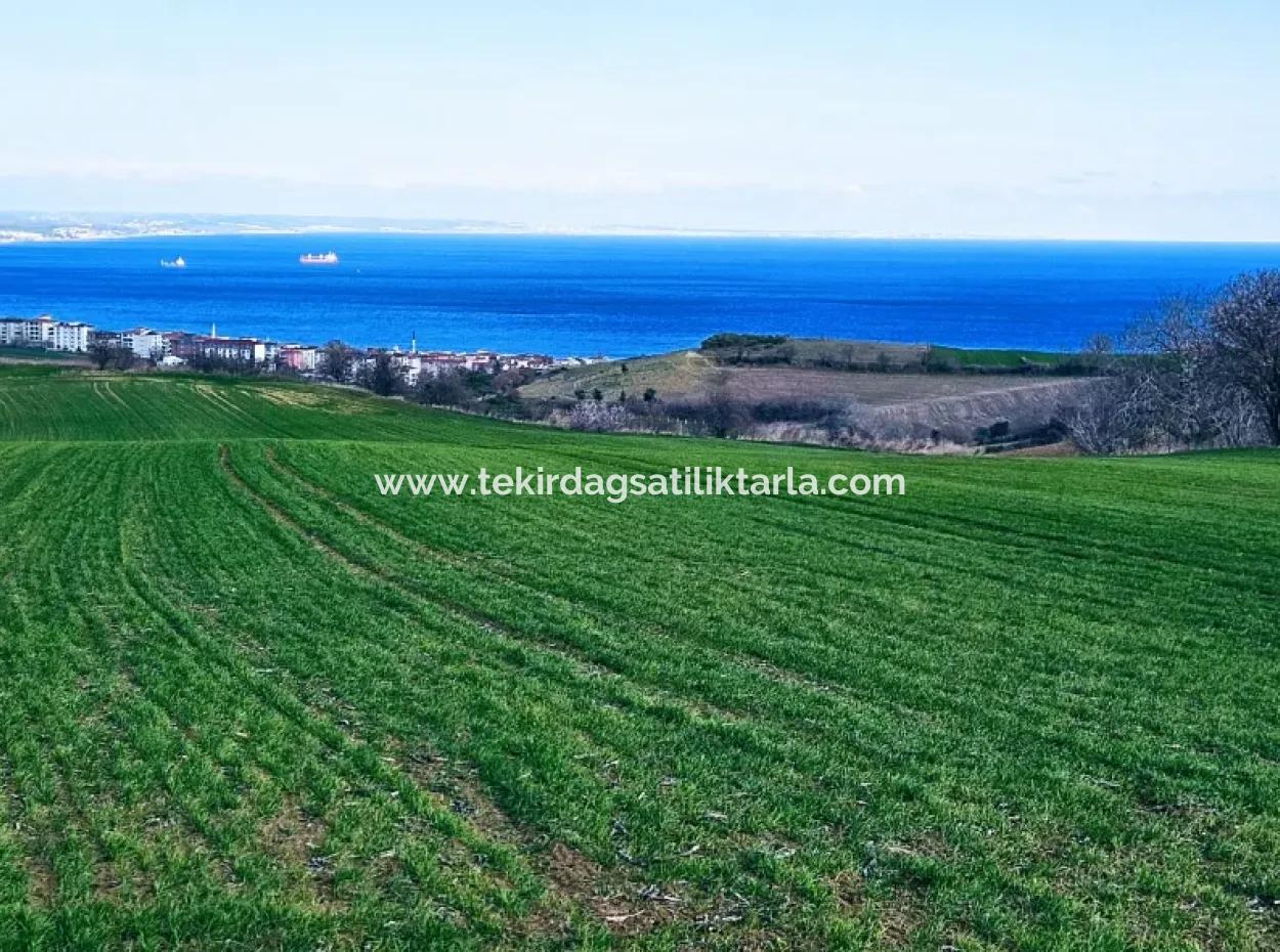 The Closest Region To Istanbul Is Tekirdag Barbarost 34,500 Opportunity Zoned Land Suitable For Building 75 Luxury Villas With Full Sea And Nature Views