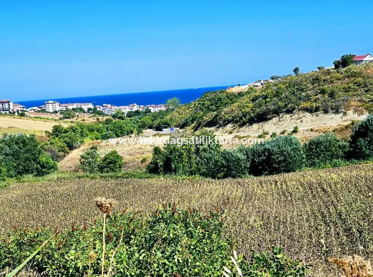 9.100 M2 Urgent Sale In Tekirdag Barbarosta Whether You Want To Make A Parcel Or Build A Villa High Profit Guarantee