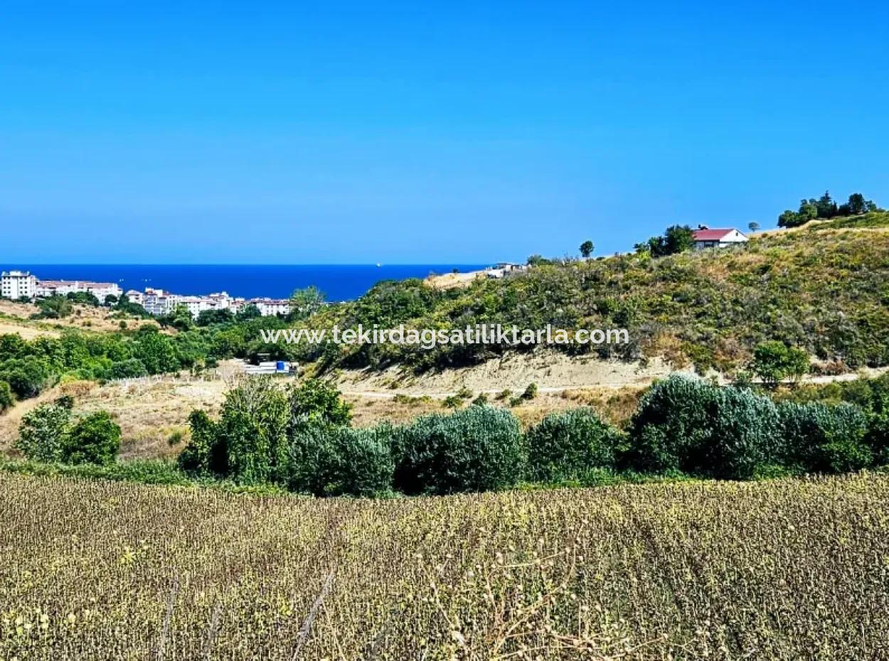 9.100 M2 Urgent Sale In Tekirdag Barbarosta Whether You Want To Make A Parcel Or Build A Villa High Profit Guarantee