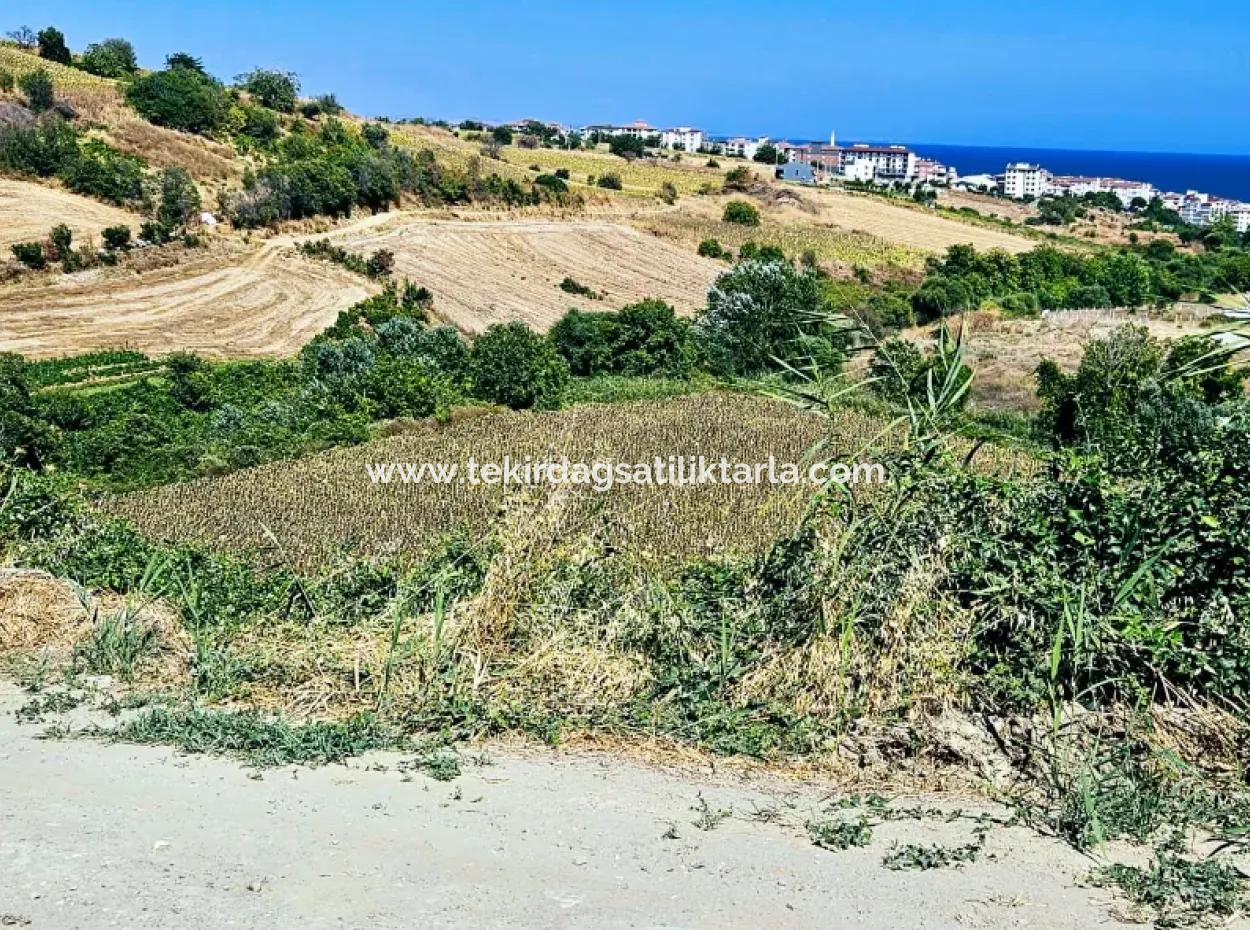 9.100 M2 Urgent Sale In Tekirdag Barbarosta Whether You Want To Make A Parcel Or Build A Villa High Profit Guarantee