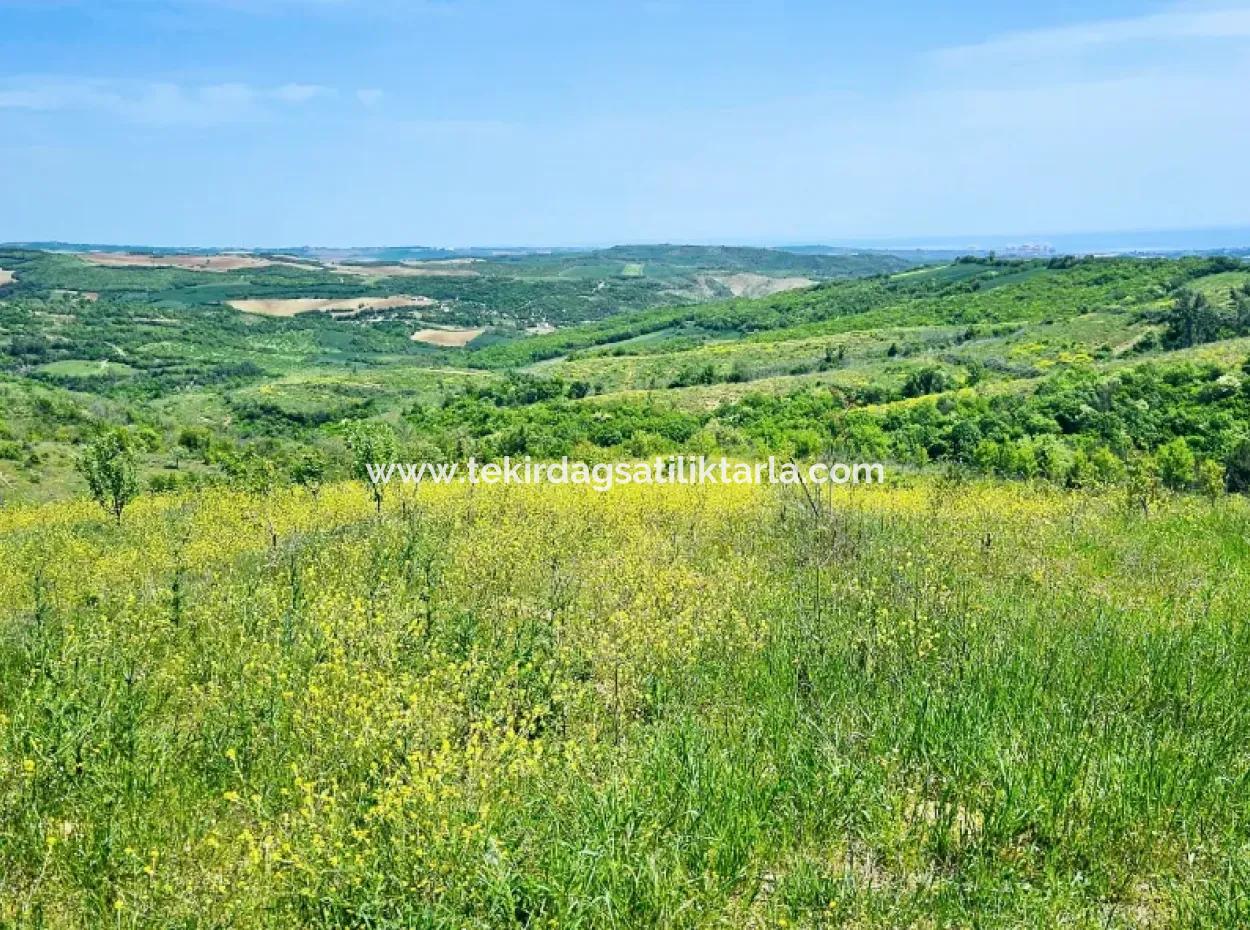 A Great Opportunity To Build Your Farm In Your Family For Urgent Sale 2,600 Acres Of Pasture Front