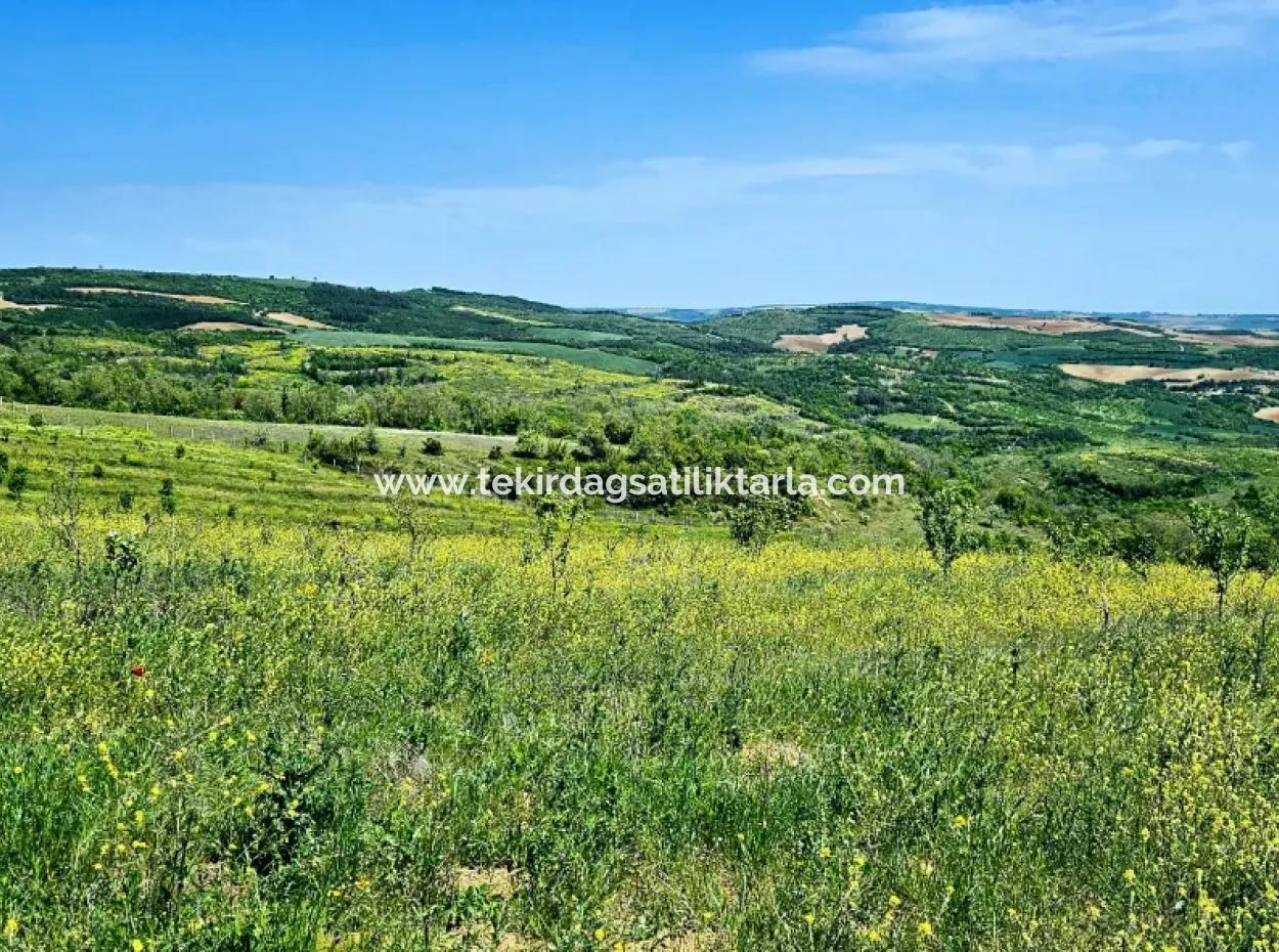 A Great Opportunity To Build Your Farm In Your Family For Urgent Sale 2,600 Acres Of Pasture Front