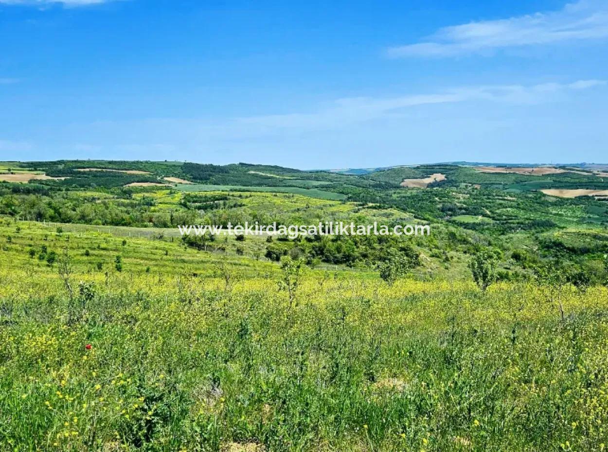 A Great Opportunity To Build Your Farm In Your Family For Urgent Sale 2,600 Acres Of Pasture Front