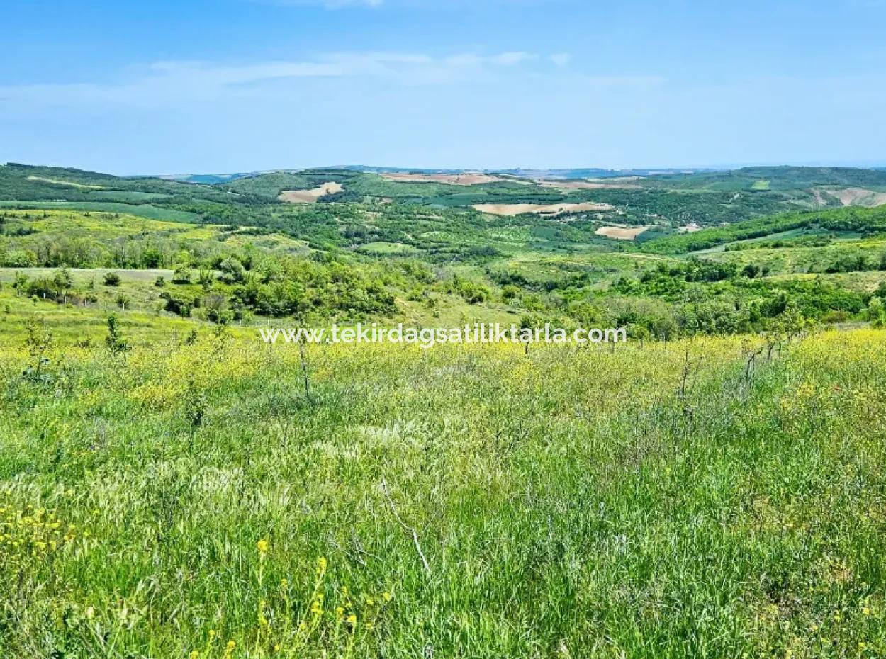 A Great Opportunity To Build Your Farm In Your Family For Urgent Sale 2,600 Acres Of Pasture Front