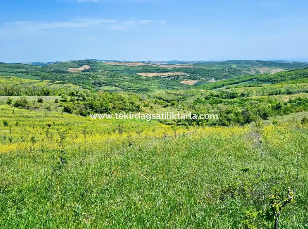 A Great Opportunity To Build Your Farm In Your Family For Urgent Sale 2,600 Acres Of Pasture Front