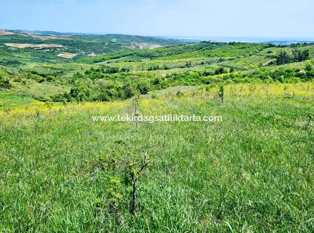 A Great Opportunity To Build Your Farm In Your Family For Urgent Sale 2,600 Acres Of Pasture Front