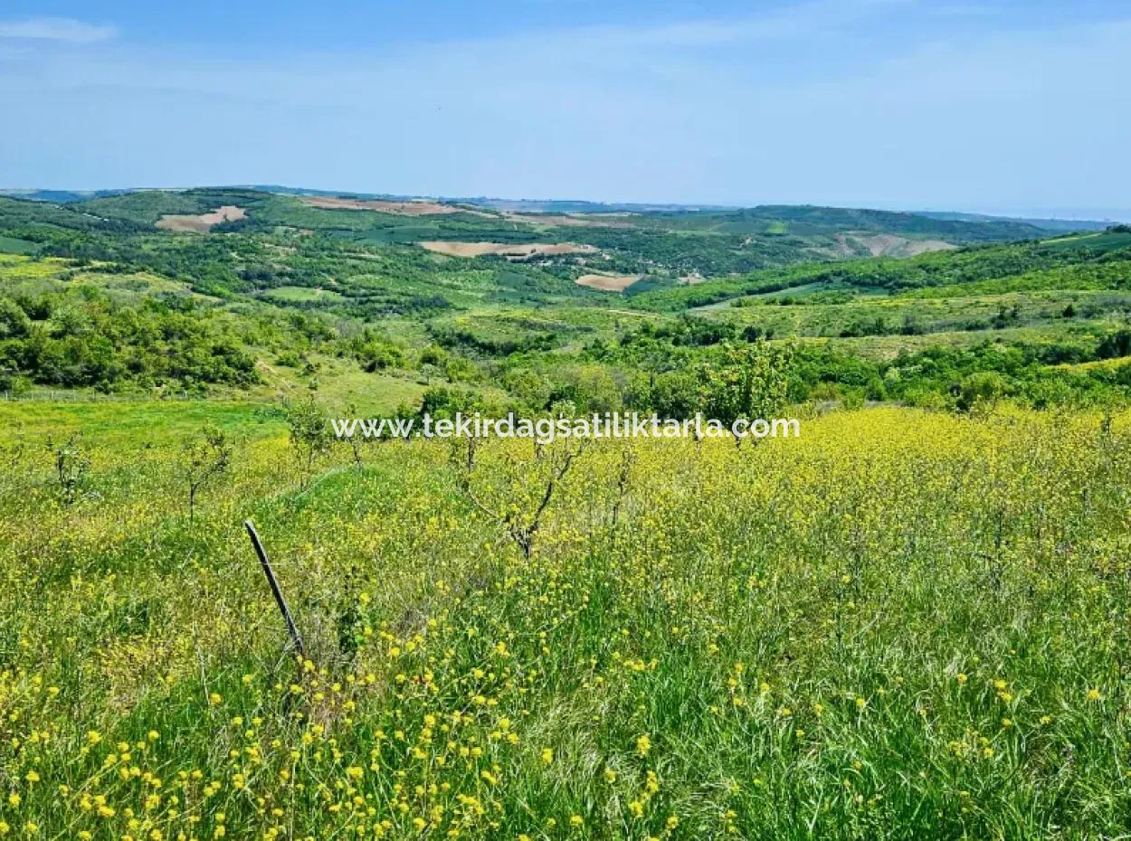 A Great Opportunity To Build Your Farm In Your Family For Urgent Sale 2,600 Acres Of Pasture Front