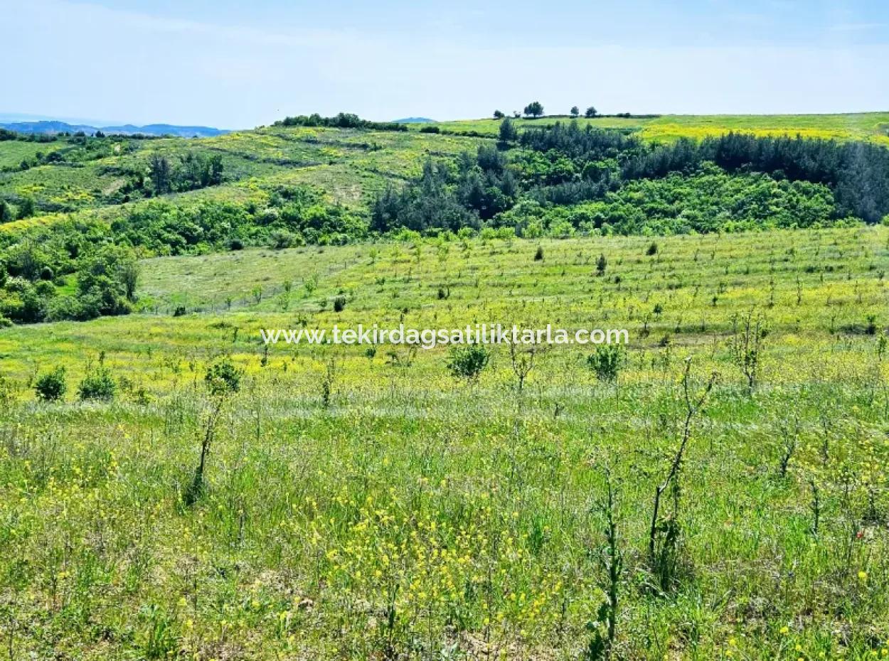 A Great Opportunity To Build Your Farm In Your Family For Urgent Sale 2,600 Acres Of Pasture Front