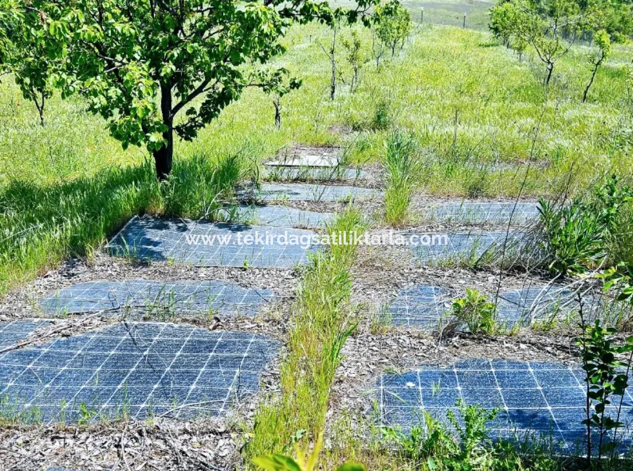 A Great Opportunity To Build Your Farm In Your Family For Urgent Sale 2,600 Acres Of Pasture Front