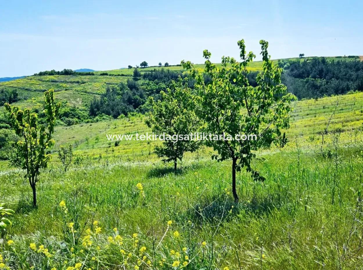A Great Opportunity To Build Your Farm In Your Family For Urgent Sale 2,600 Acres Of Pasture Front