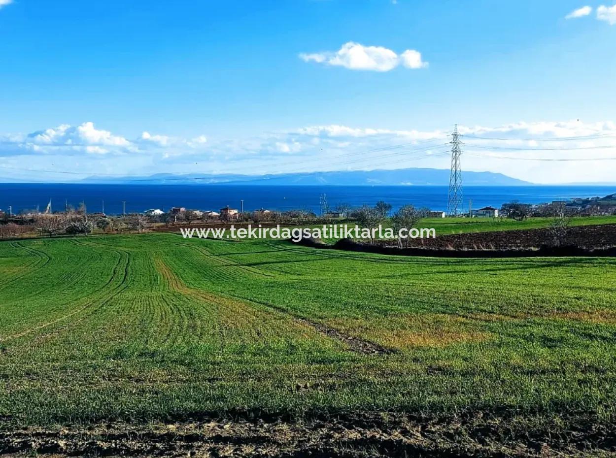 17 980 M2 Field For Sale Close To Tekirdag Barbaros Asyaport Port