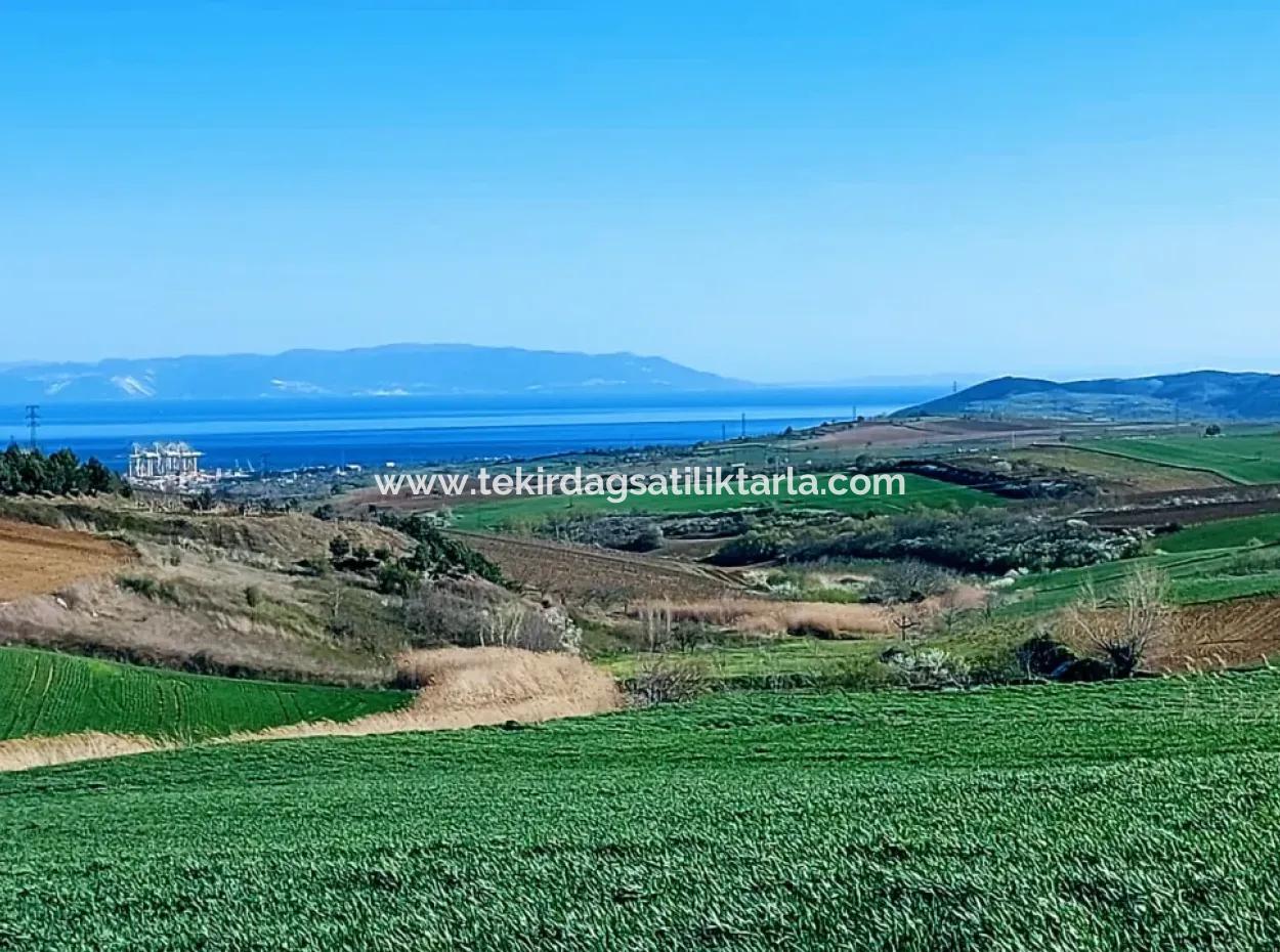Land For Sale In 19,500 Square Meters Of Commercial And Industrial Area In Nusuratlı Area Of Tekirdağ