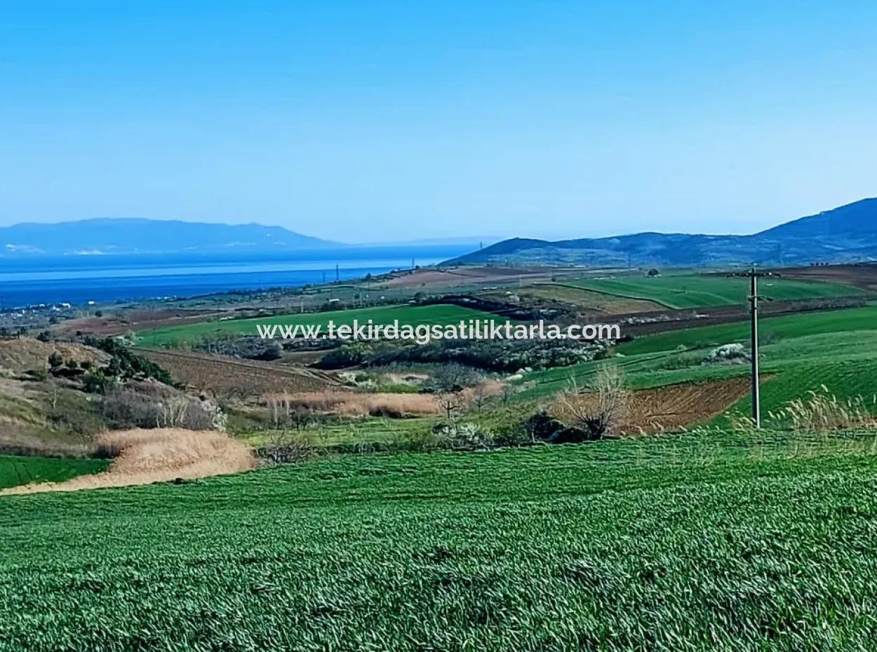 Land For Sale In 19,500 Square Meters Of Commercial And Industrial Area In Nusuratlı Area Of Tekirdağ