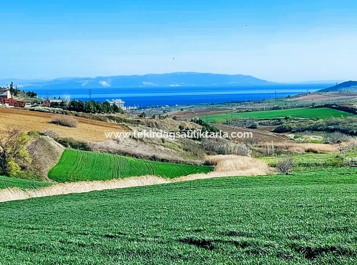 Land For Sale In 19,500 Square Meters Of Commercial And Industrial Area In Nusuratlı Area Of Tekirdağ