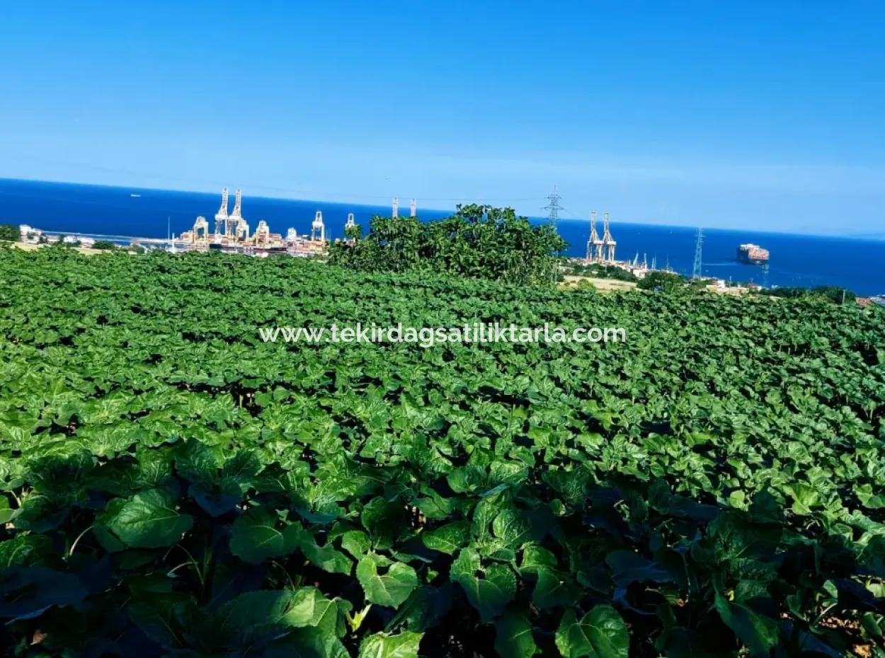 The 17,980 M2 Plot In Barbaros, Tekirdag, Is Facing The Asyaport Harbor Road.