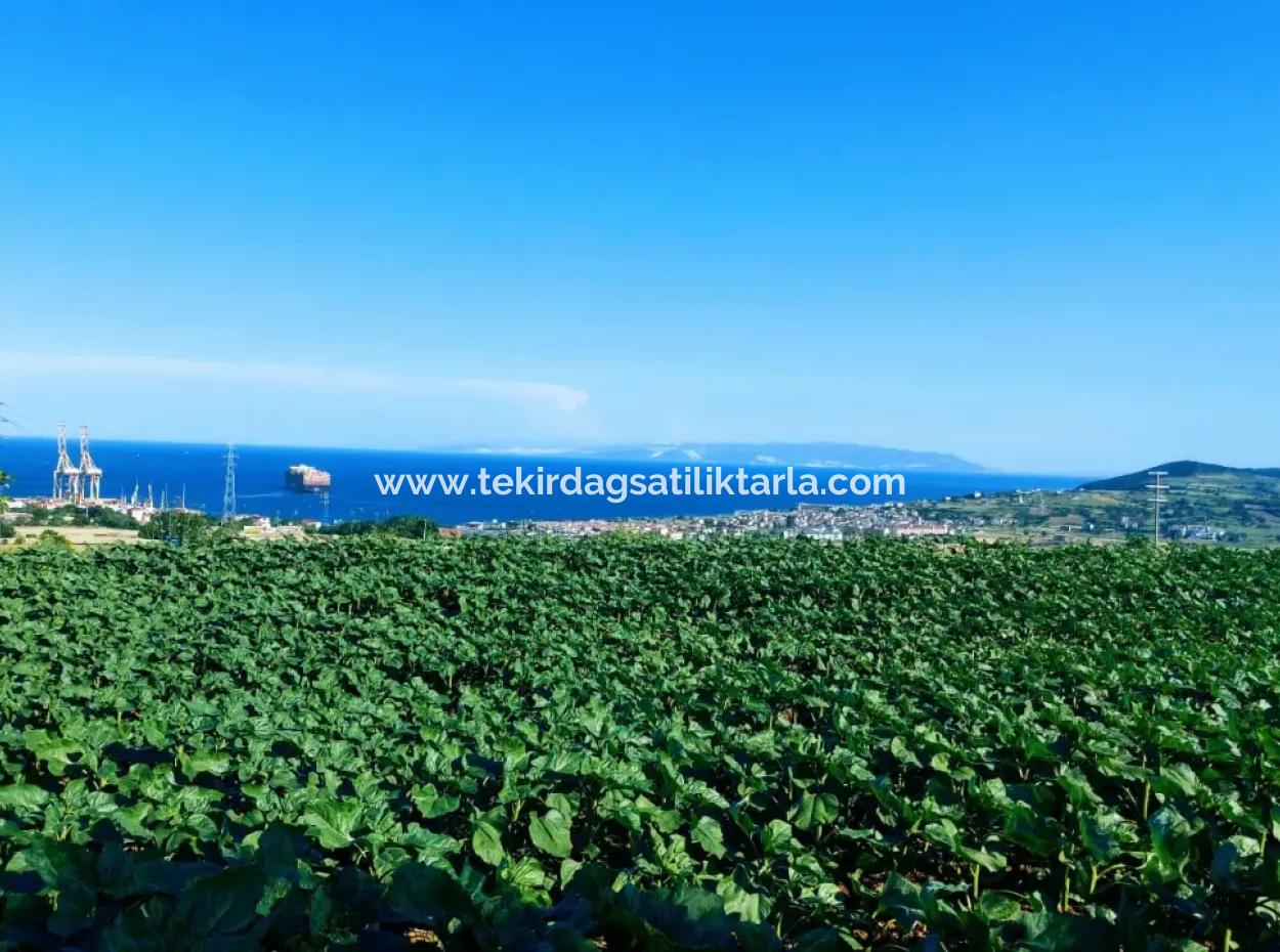 The 17,980 M2 Plot In Barbaros, Tekirdag, Is Facing The Asyaport Harbor Road.