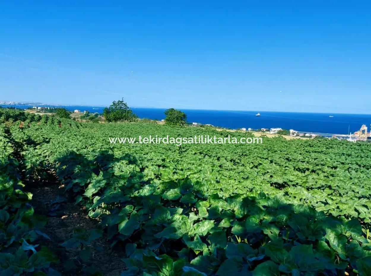 The 17,980 M2 Plot In Barbaros, Tekirdag, Is Facing The Asyaport Harbor Road.