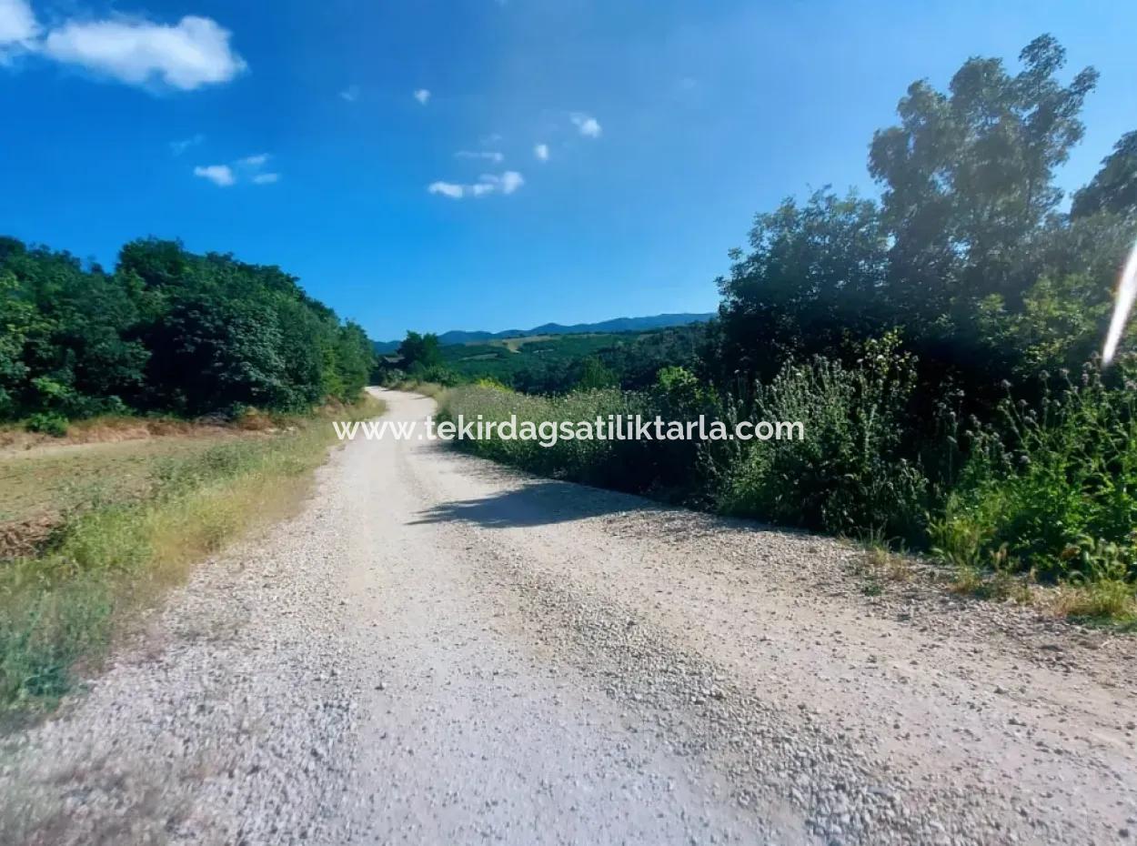 Coupon Field With Main Road Frontage Suitable For Nature Enthusiasts To Put Tiny House For Urgent Sale In Tekirdag Çanakçi Neighborhood