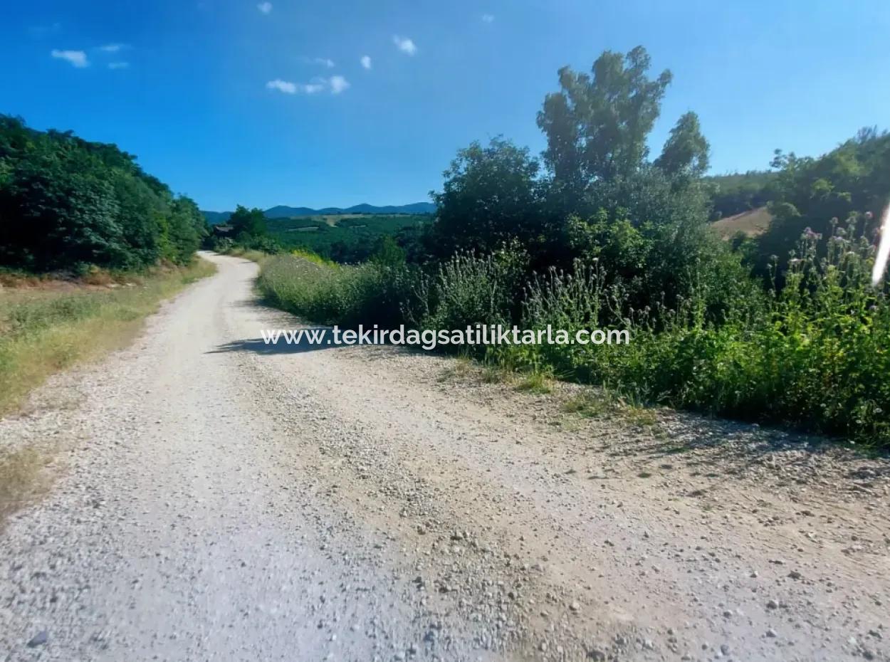 Coupon Field With Main Road Frontage Suitable For Nature Enthusiasts To Put Tiny House For Urgent Sale In Tekirdag Çanakçi Neighborhood