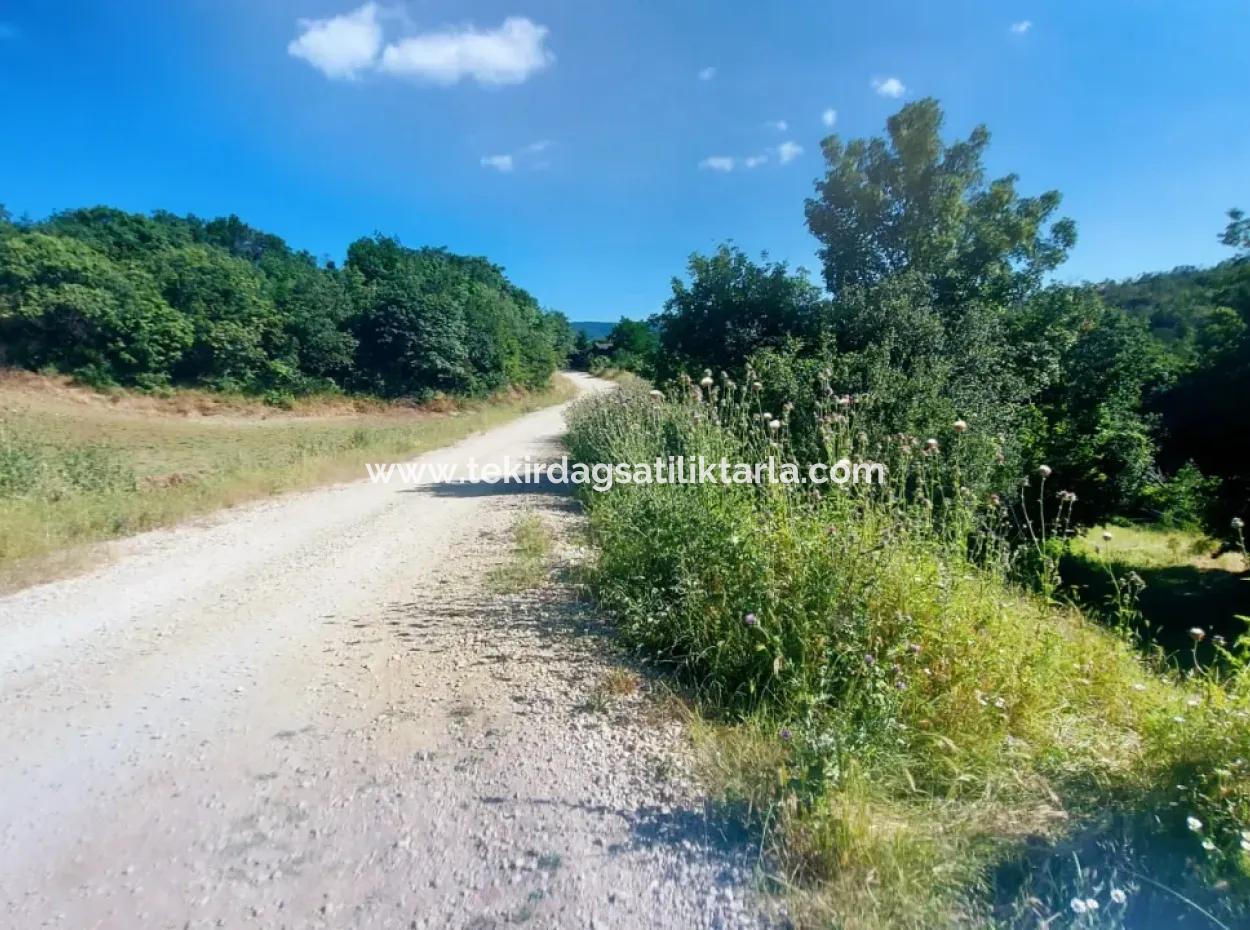 Coupon Field With Main Road Frontage Suitable For Nature Enthusiasts To Put Tiny House For Urgent Sale In Tekirdag Çanakçi Neighborhood