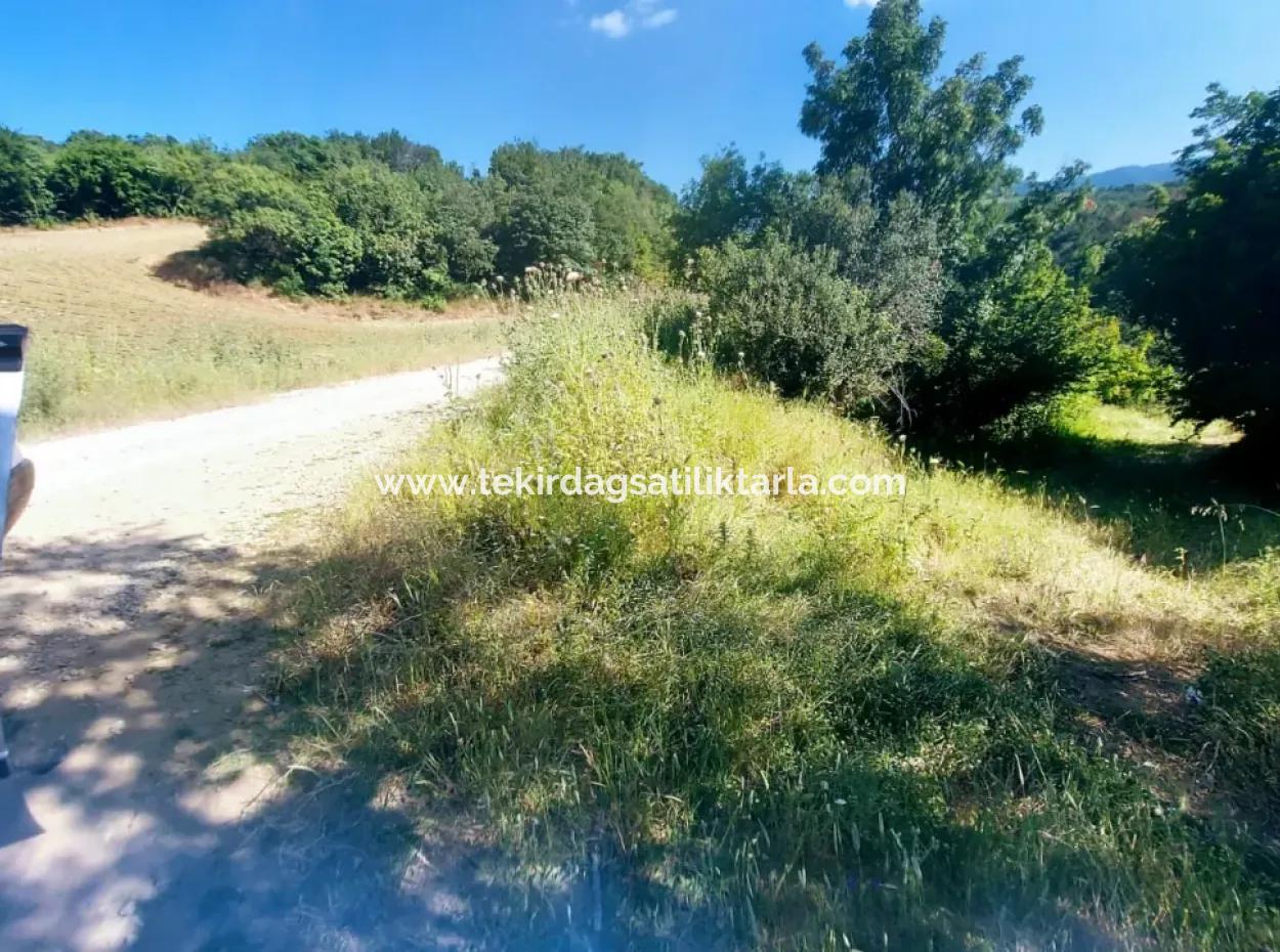 Coupon Field With Main Road Frontage Suitable For Nature Enthusiasts To Put Tiny House For Urgent Sale In Tekirdag Çanakçi Neighborhood