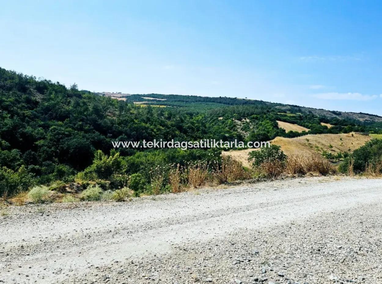 Kelep Kopon Field For Urgent Sale For Those Who Want To Make A Profitable Investment In Tekirdag Çanakçi Neighborhood