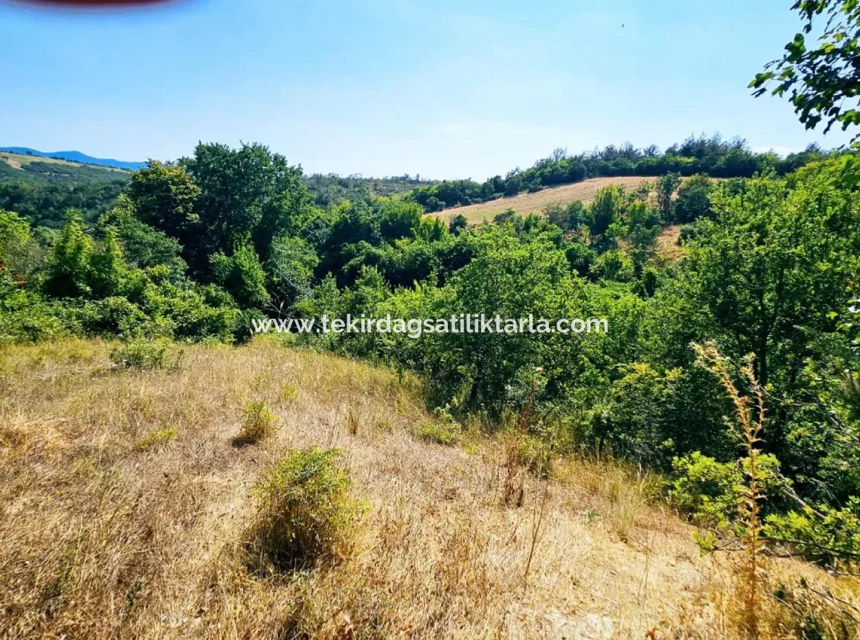 Coupon Field With Main Road Frontage Suitable For Nature Enthusiasts To Put Tiny House For Urgent Sale In Tekirdag Çanakçi Neighborhood