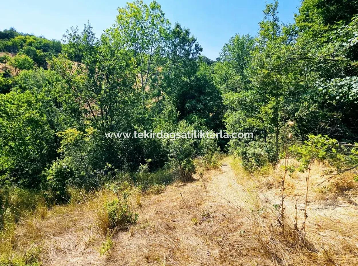 Coupon Field With Main Road Frontage Suitable For Nature Enthusiasts To Put Tiny House For Urgent Sale In Tekirdag Çanakçi Neighborhood