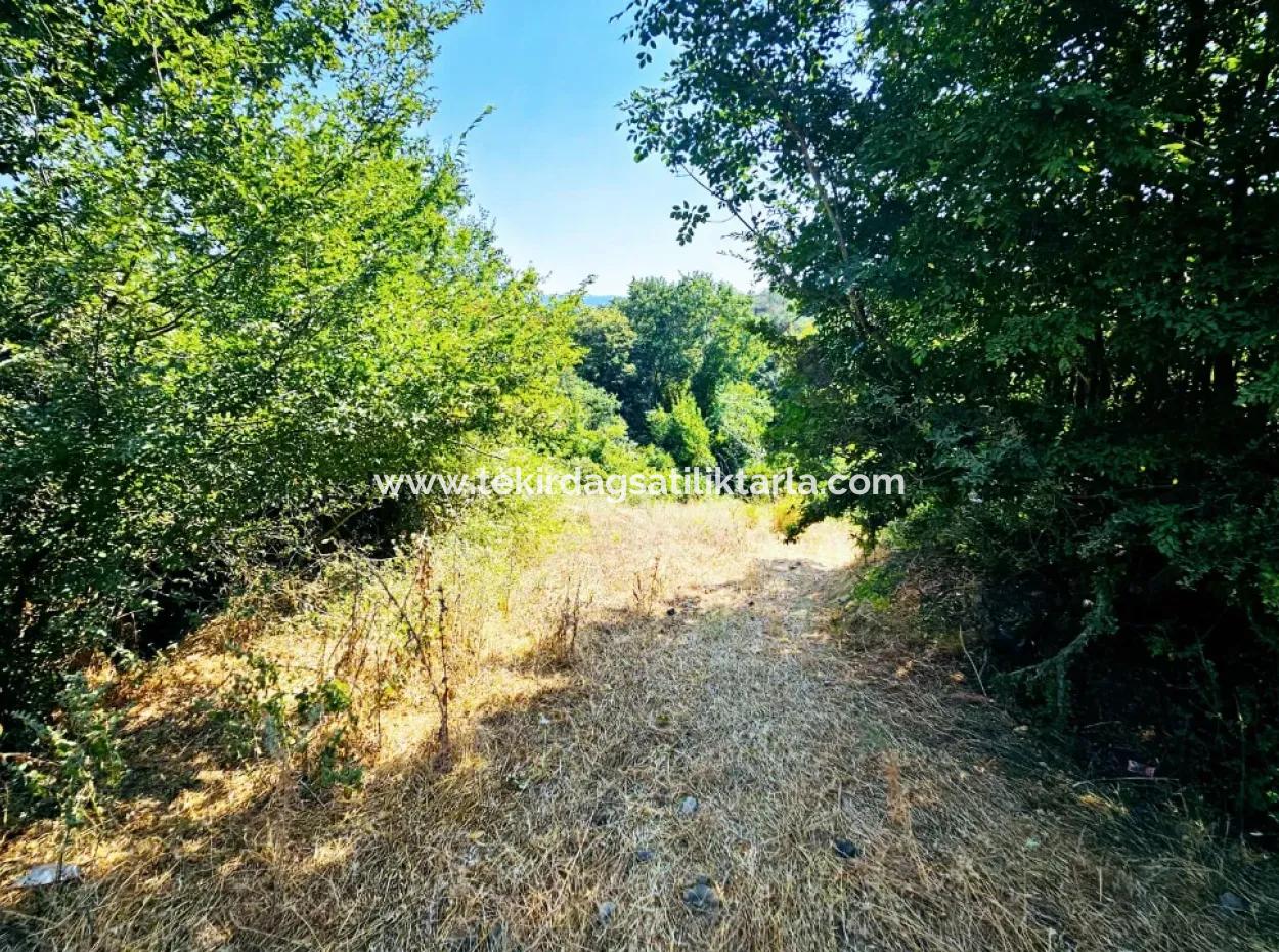 Coupon Field With Main Road Frontage Suitable For Nature Enthusiasts To Put Tiny House For Urgent Sale In Tekirdag Çanakçi Neighborhood