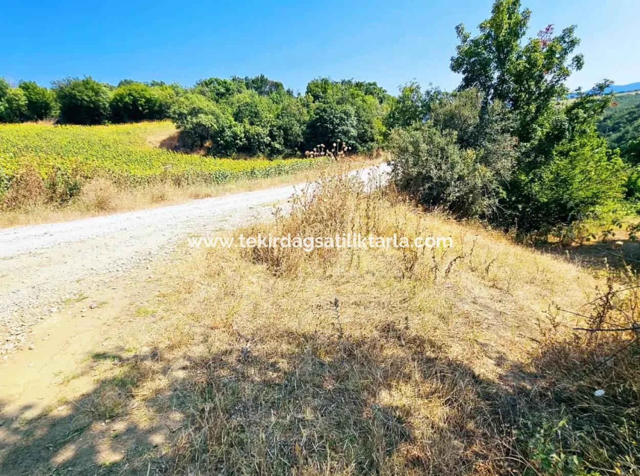 Coupon Field With Main Road Frontage Suitable For Nature Enthusiasts To Put Tiny House For Urgent Sale In Tekirdag Çanakçi Neighborhood