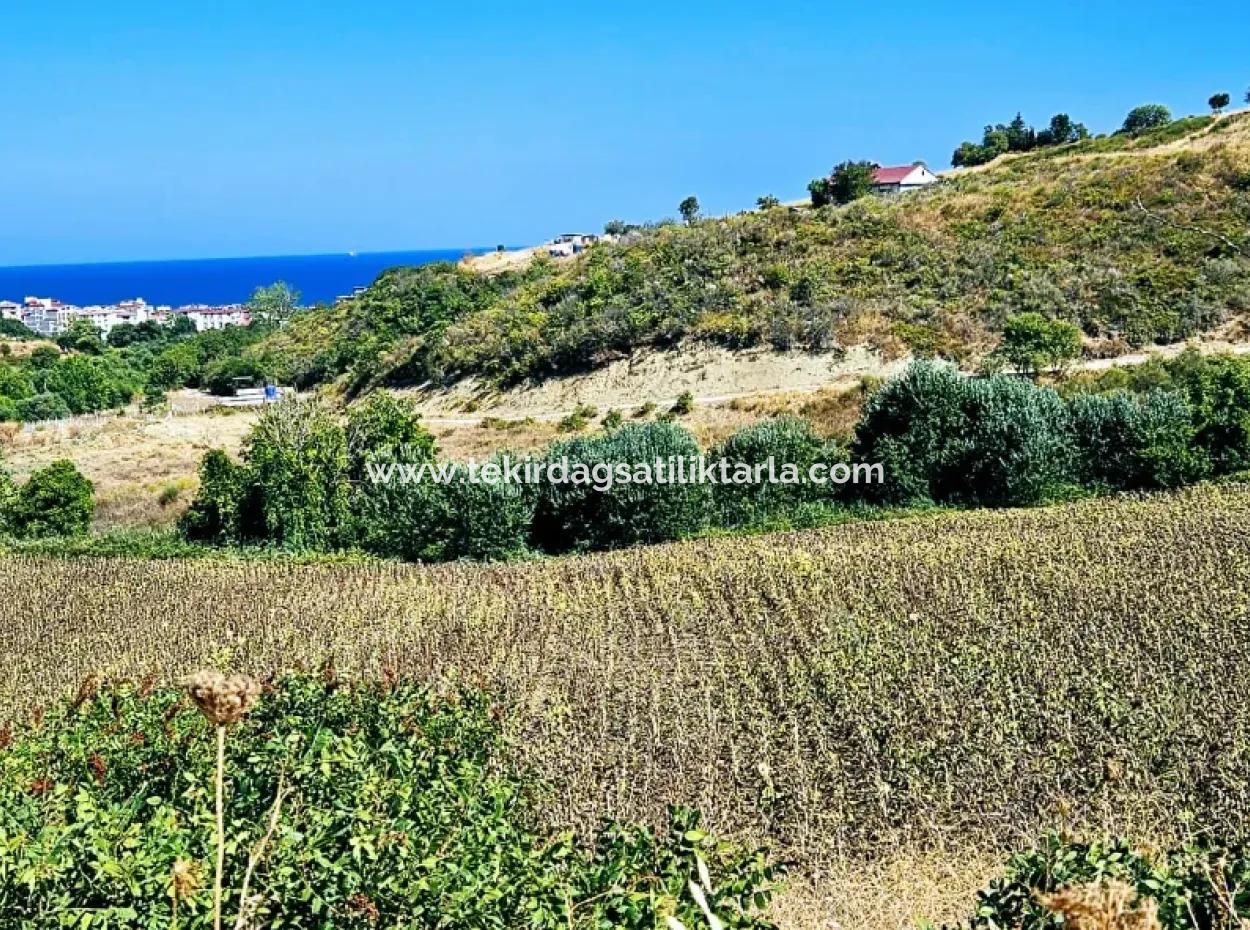 9.100 M2 Villa Zoned Field For Urgent Sale In Tekirdag Barbarosta