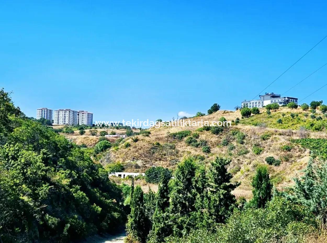 9.100 M2 Villa Zoned Field For Urgent Sale In Tekirdag Barbarosta