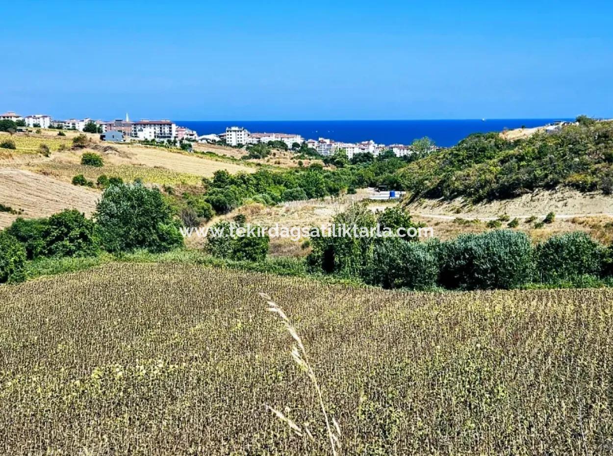 9.100 M2 Villa Zoned Field For Urgent Sale In Tekirdag Barbarosta